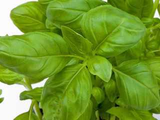 Group of basil leaves up close.