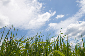 Fototapeta premium green grass and blue sky