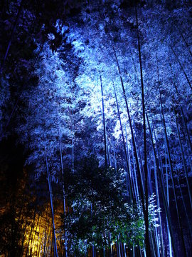 Shining bamboo thicket