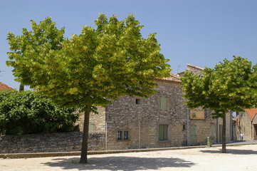 micocoulier