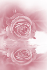 Rose tendre