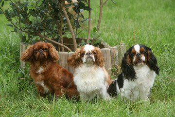 trois chien épagneul King Charles