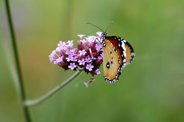 Obraz premium butterfly and flower