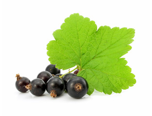 branch of black currant fruits isolated