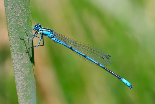 Blue damselfly