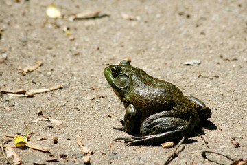 American bullfrog