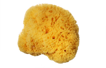 bath sponge