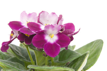 african violet closeup