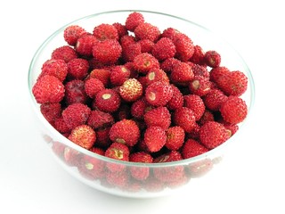 red wild strawberries in pot