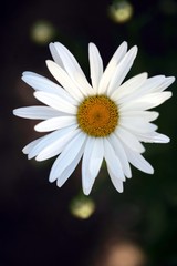 Obraz premium Margherita #1