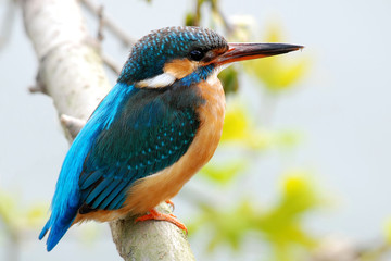 kingfisher