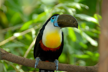 toucan