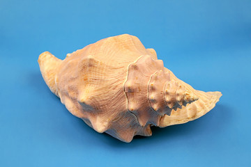 seashell