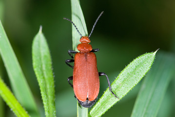 insecte 25