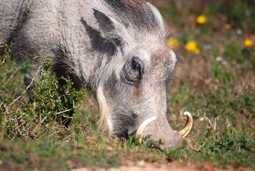 Warzenschwein - Warthog