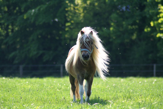 Pony rennt auf mich zu