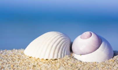 Seashells on the beach