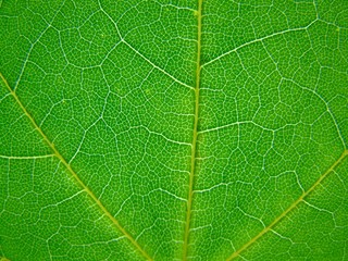 Leaf