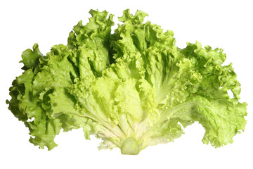 Lettuce