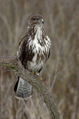 Common Buzzard