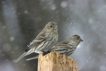 House Finches in Snowstorm