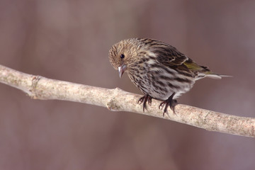 Pine Siskin on Branch