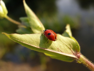 Ladybird