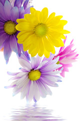 Colorful daisies