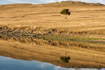 Pine, water, reflection