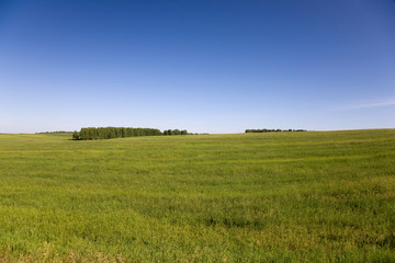 Grass meadow and blue sky