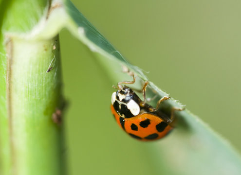 Coccinelle