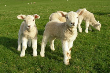 Spring Lambs