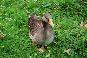A goose in the grass