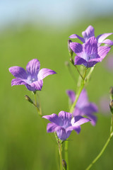 Wild Bluebells