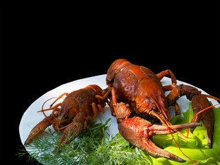 lobster ,isolated