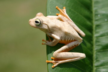 Frog on a leaf
