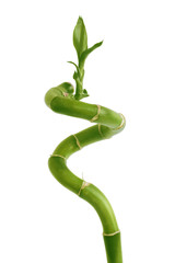 isolated green branch