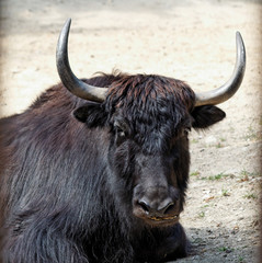 taureau