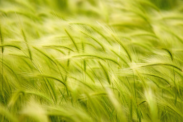 Grass