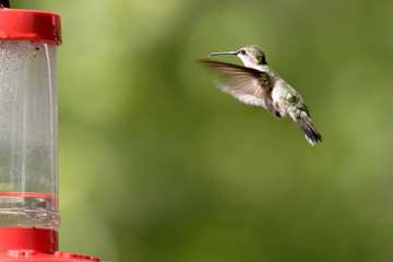 A hummingbird moves toward a feeder.