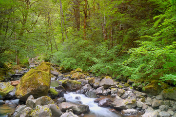 Stream in the Forest
