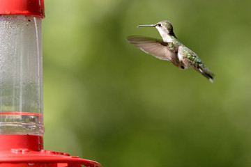 A rufous hummingbird hovers to the feeder.