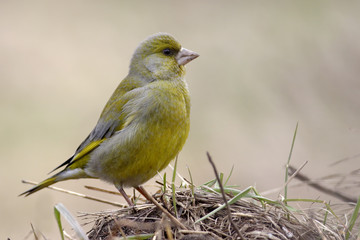 European Greenfinch