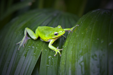 Green tree frog