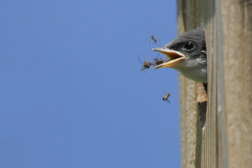 Hungry Baby Tree Swallow (tachycineta bicolor)