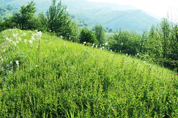 Meadow