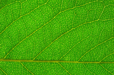  leaf  background