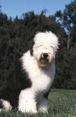 chien  Bobtail