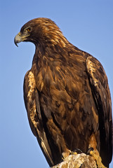 Bird-golden eagle