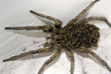 Female Huntsman Spider ( (Isopeda Isopedella) with young 